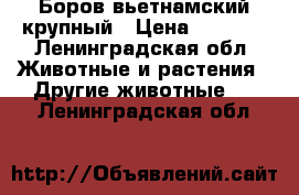 Боров вьетнамский крупный › Цена ­ 8 000 - Ленинградская обл. Животные и растения » Другие животные   . Ленинградская обл.